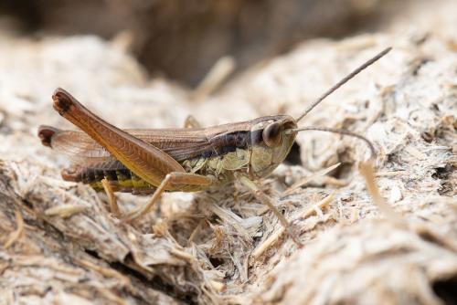 Réf. 286 708 : Pseudochorthippus montanus montanus